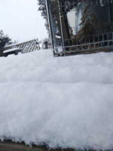 庭に積もった雪